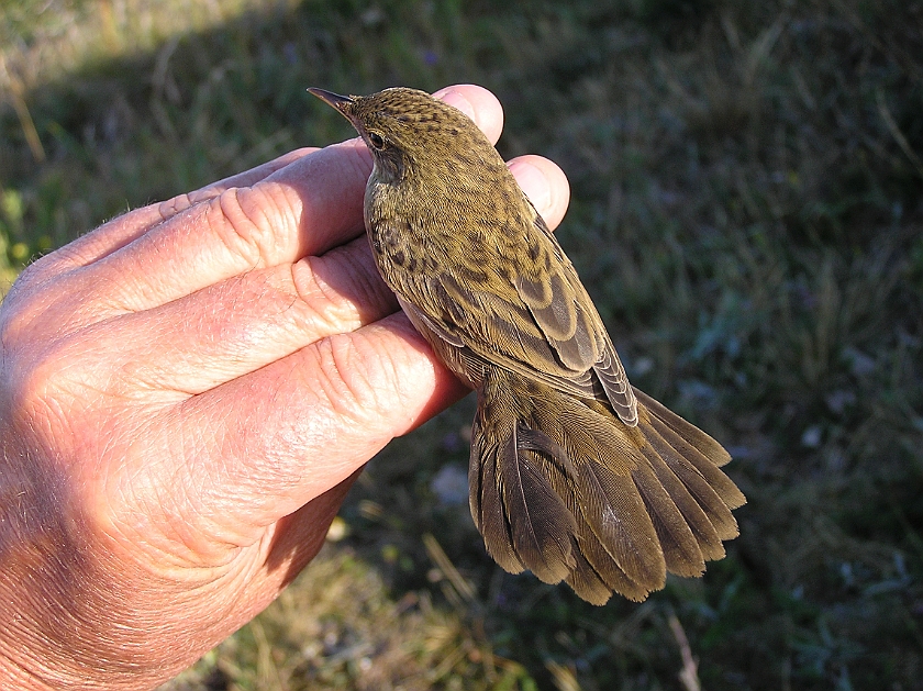 Common Grasshopper Warbler, Sundre 20080731